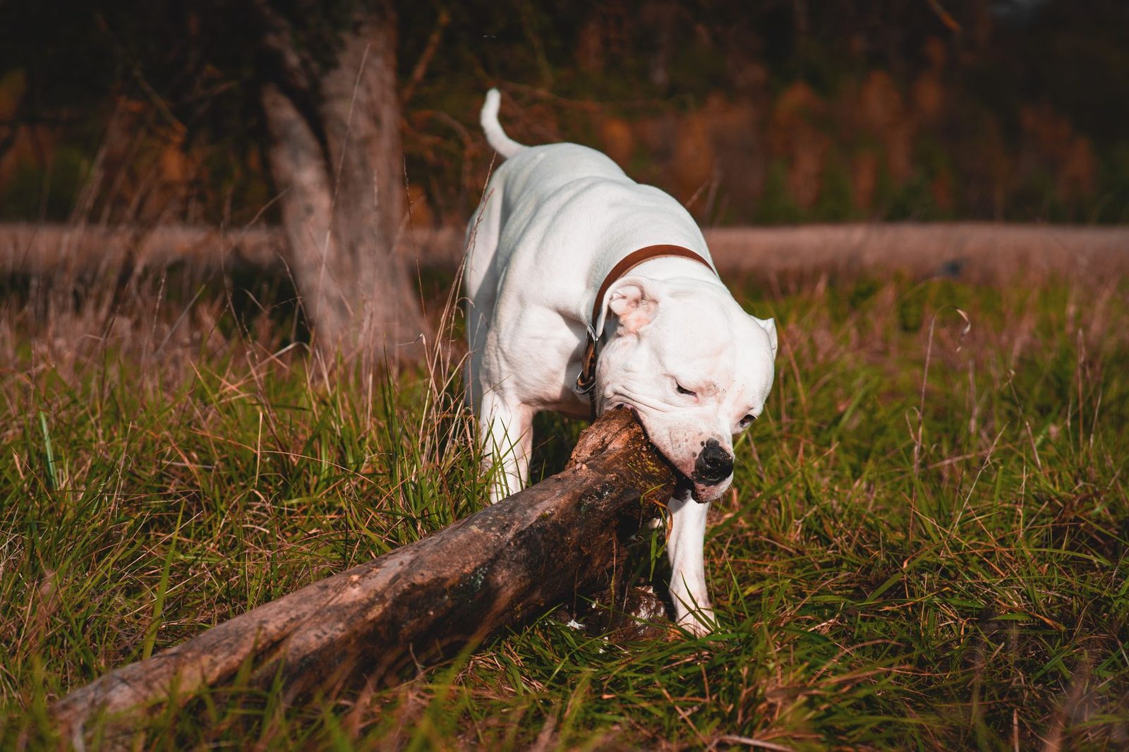 American Bulldog playfully biting a log in grass.