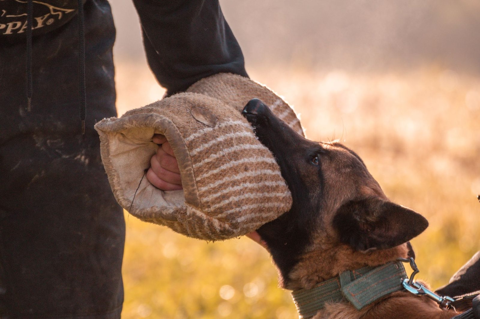 Belgian Malinois dog biting training sleeve during outdoor handler practice session.