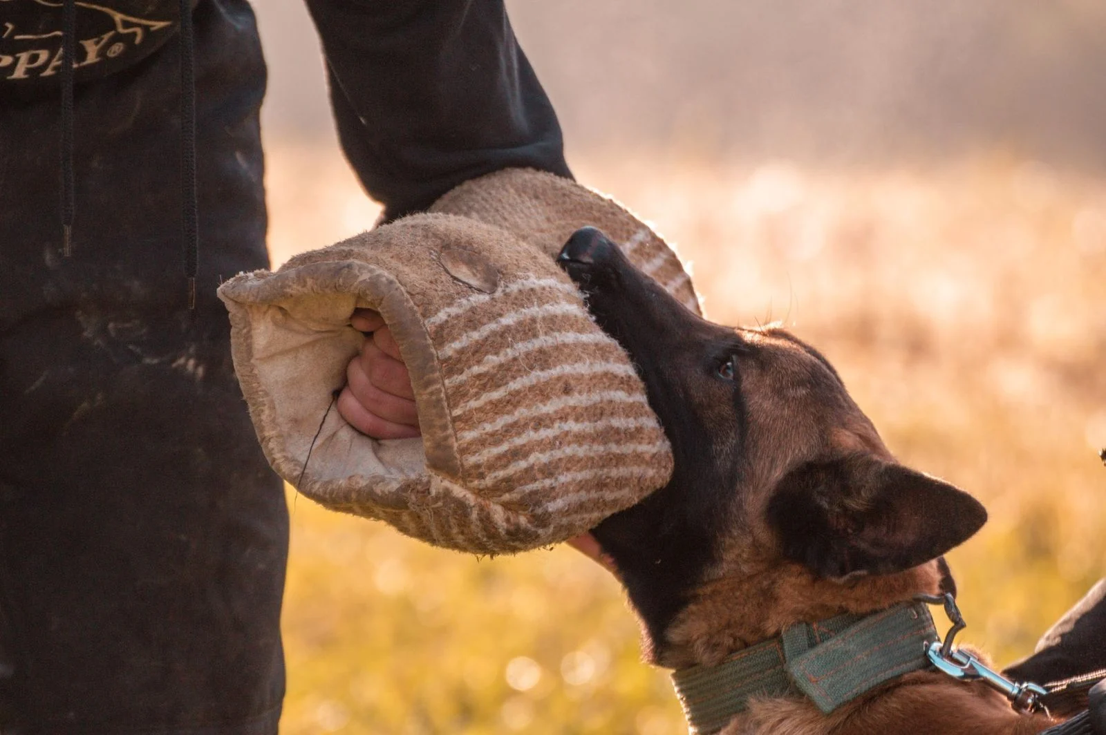 Belgian Malinois dog biting training sleeve worn by handler outdoors.