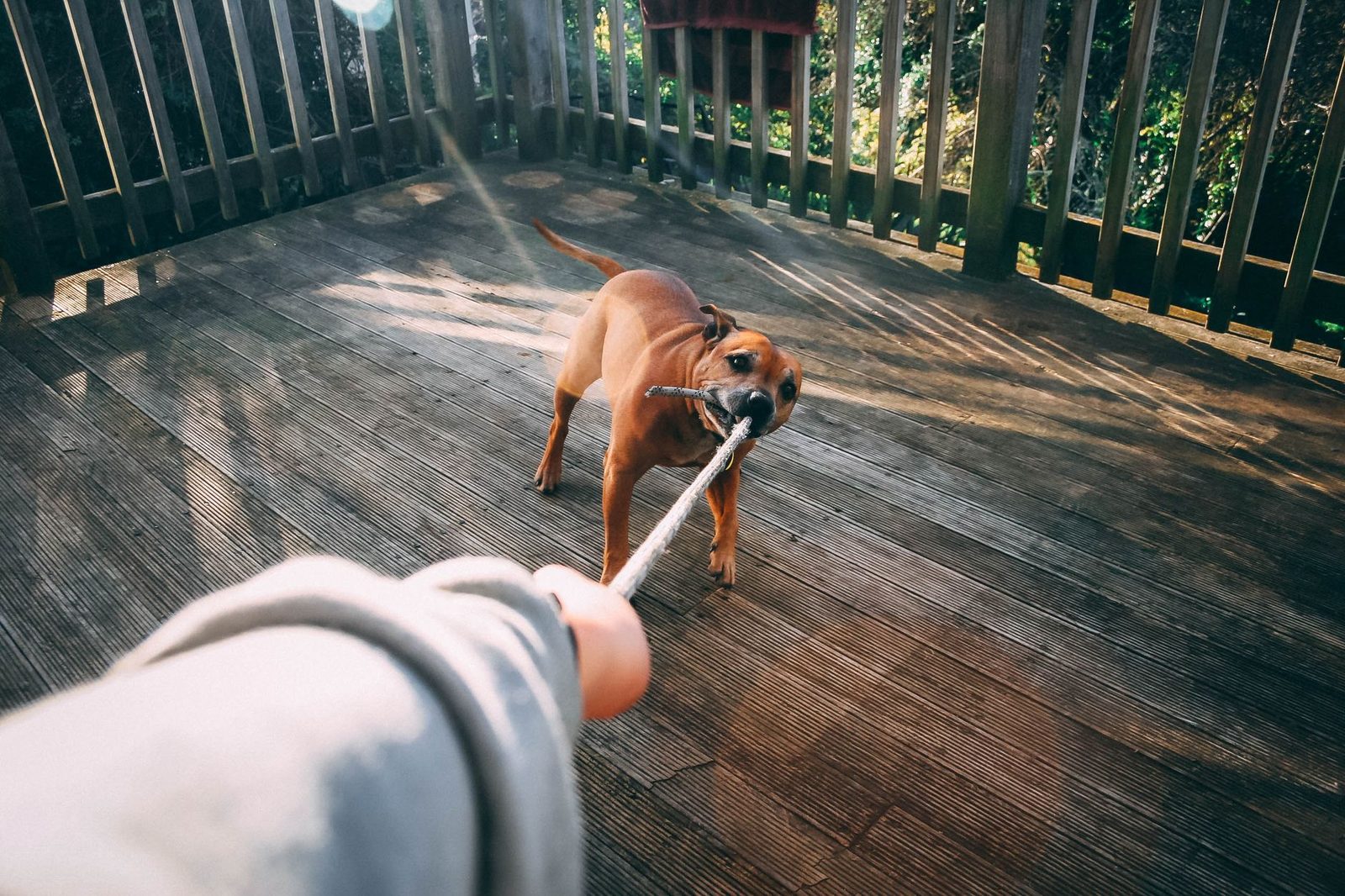 Brown dog playing tug-of-war with owner outdoors on sunny day.
