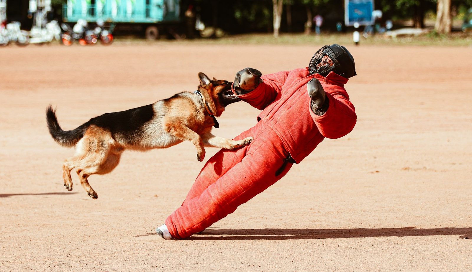 German Shepherd attacking trainer in protective gear during outdoor training session.