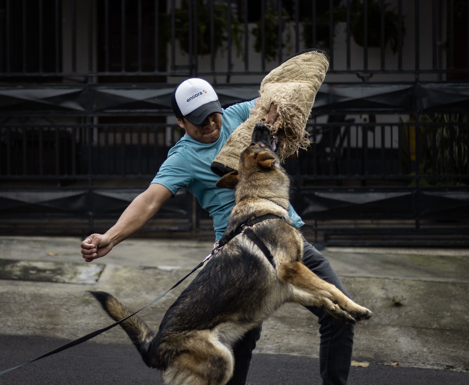 German Shepherd dog practicing bite work with a trainer outdoors.