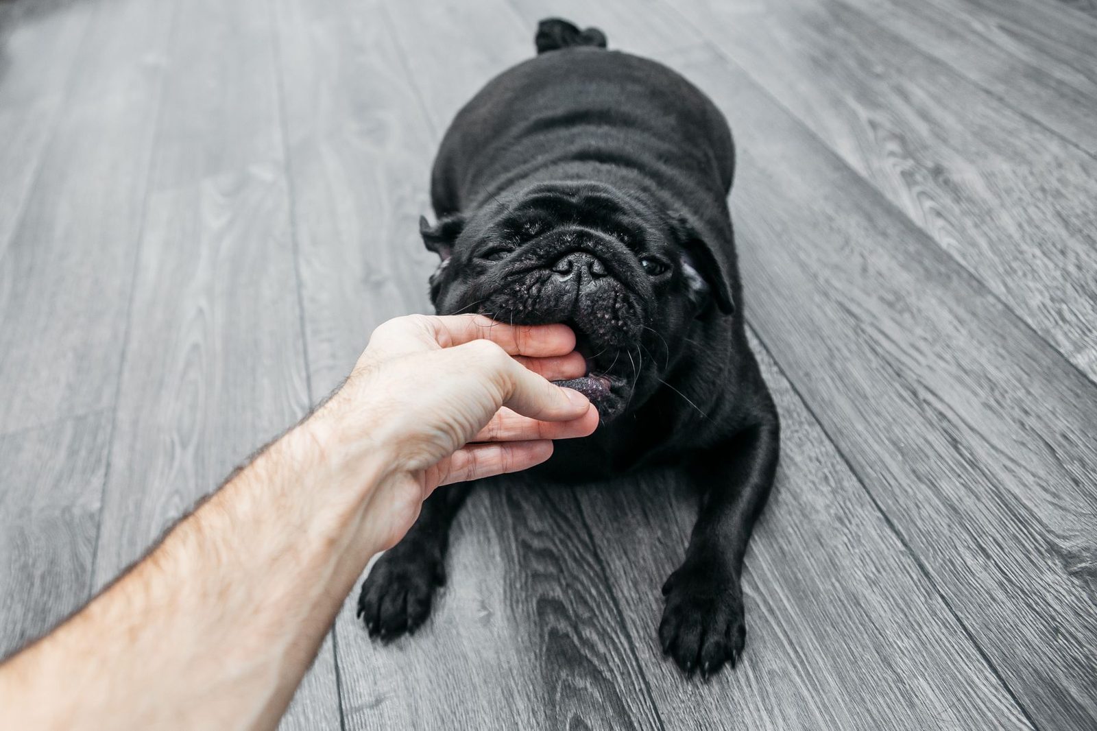 Un pug negro mordisquea juguetonamente la mano de una persona sobre un suelo de madera en interior.