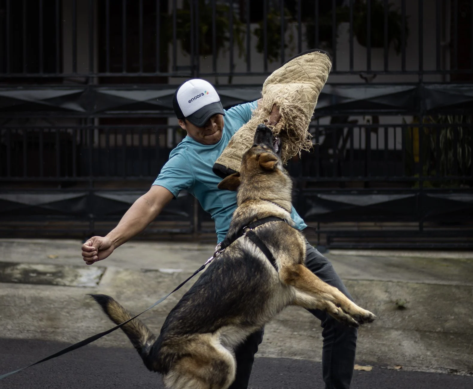 A German Shepherd in a bite sleeve clamped on by a trainer on a grassy field in daylight.