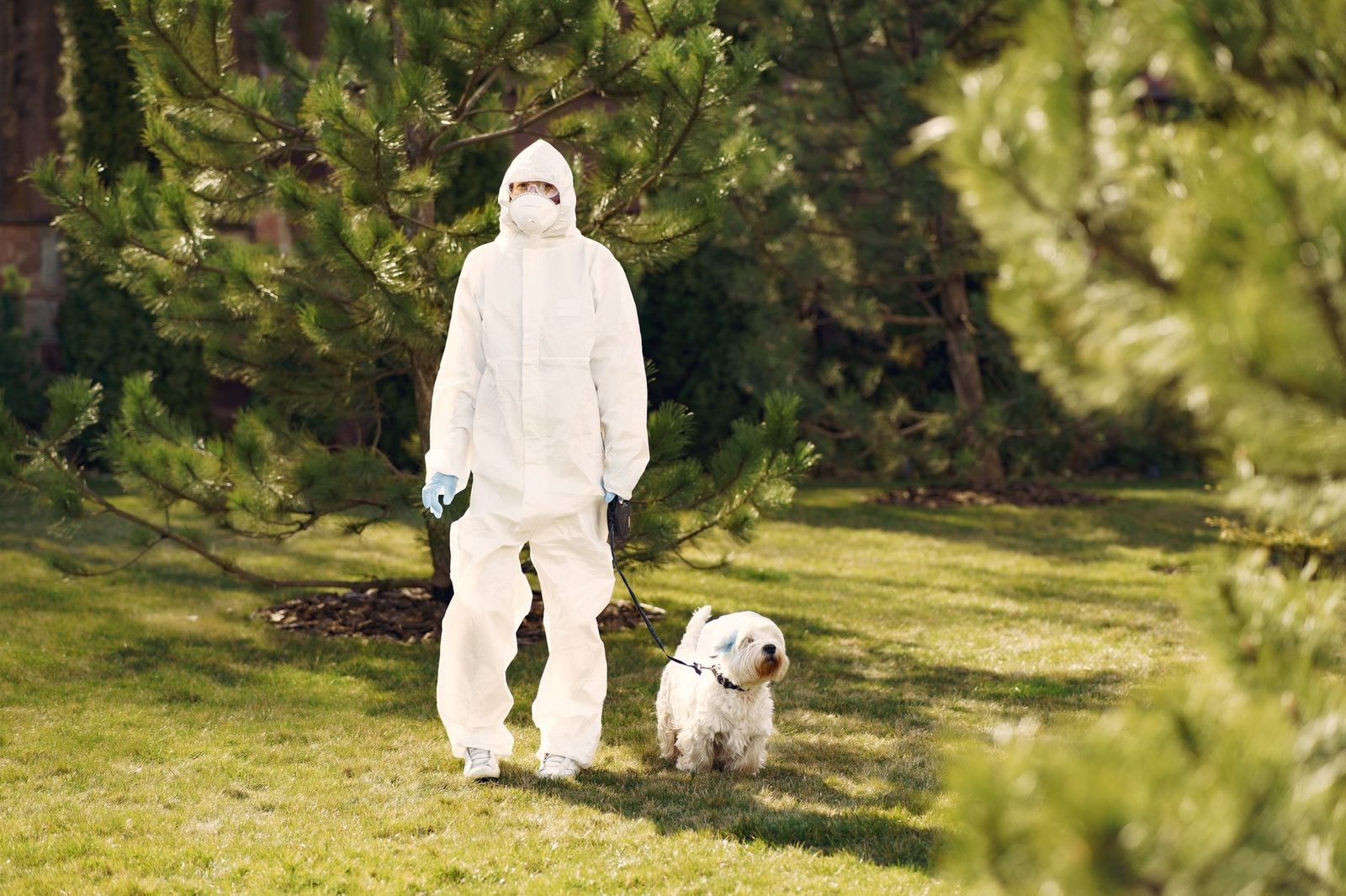 A person in a padded protective suit walking a white dog on a leash through a grassy park.