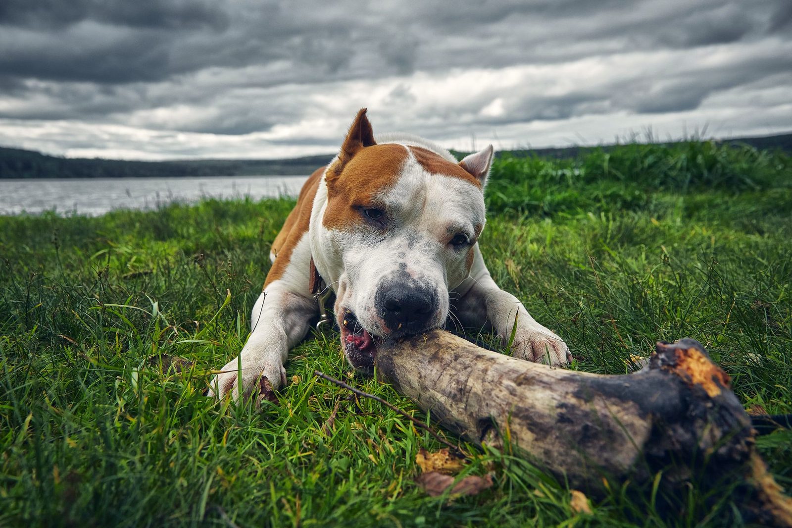 American Staffordshire Terrier chewing a large bone on grass under a cloudy sky