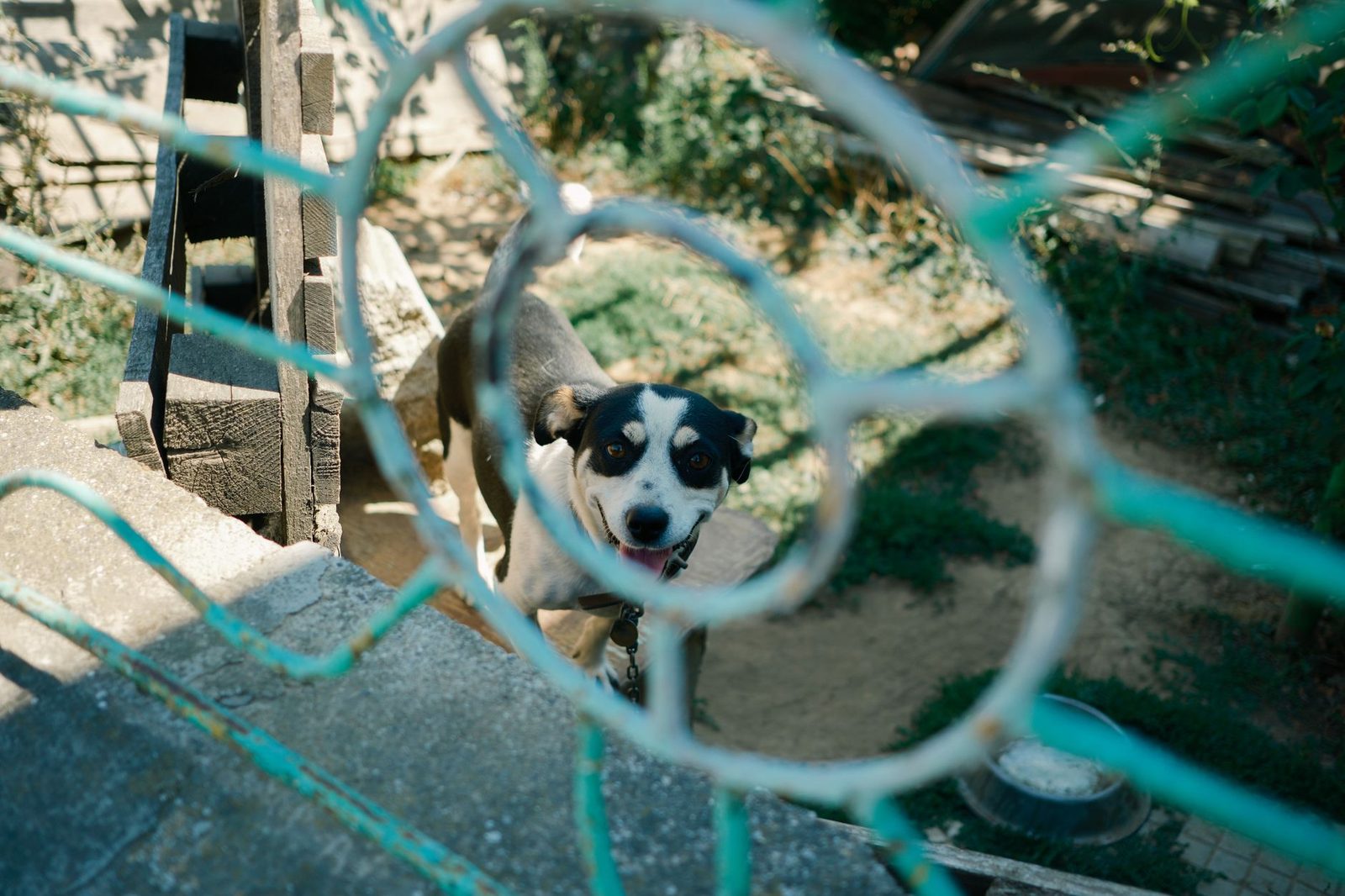 Curious dog looking through circular fence opening outdoors.