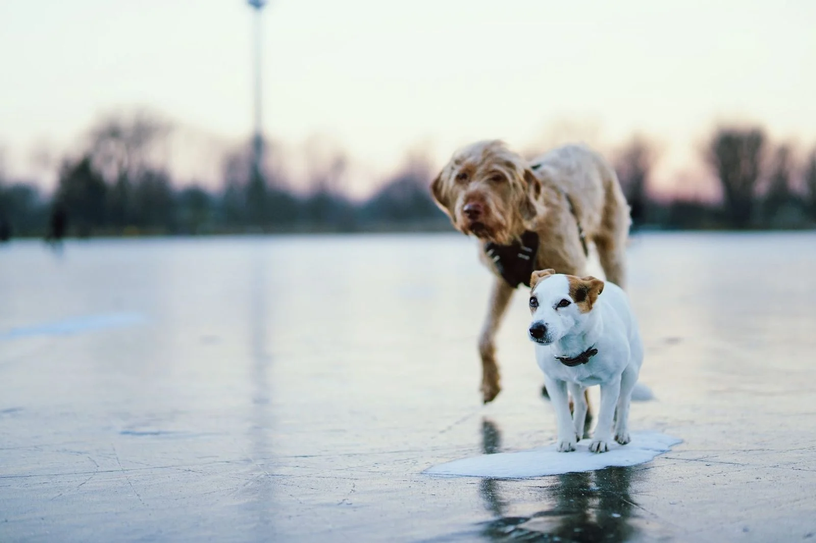 Two dogs play together on a frozen lake in a quiet winter landscape.